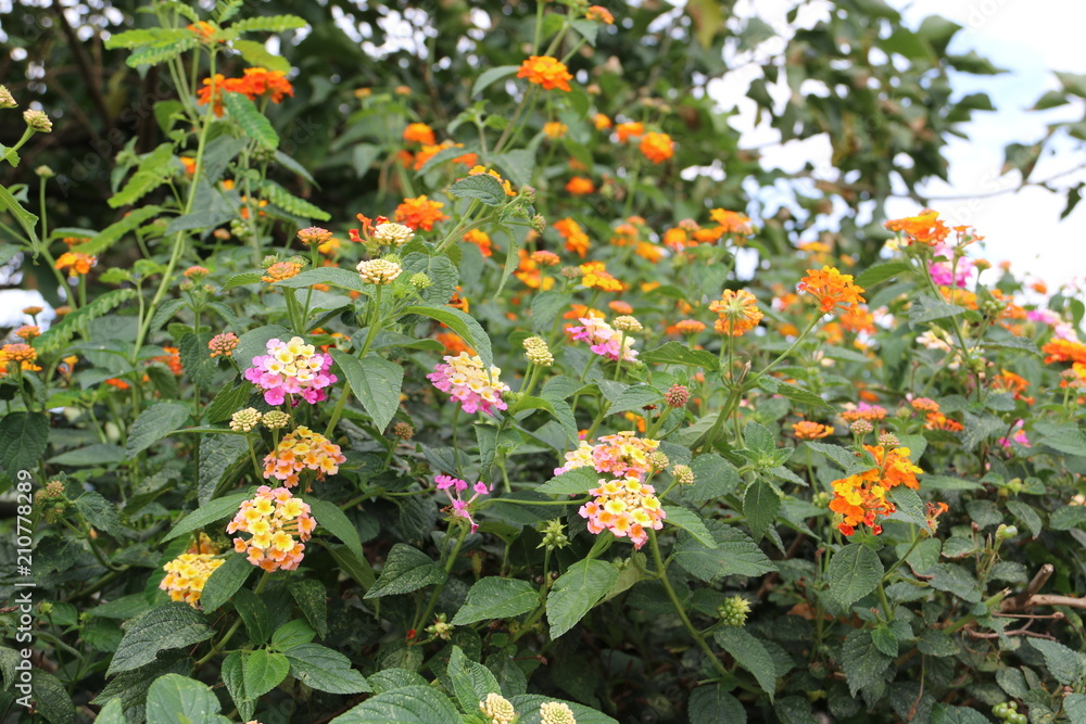 Jardín de flores colombianas
