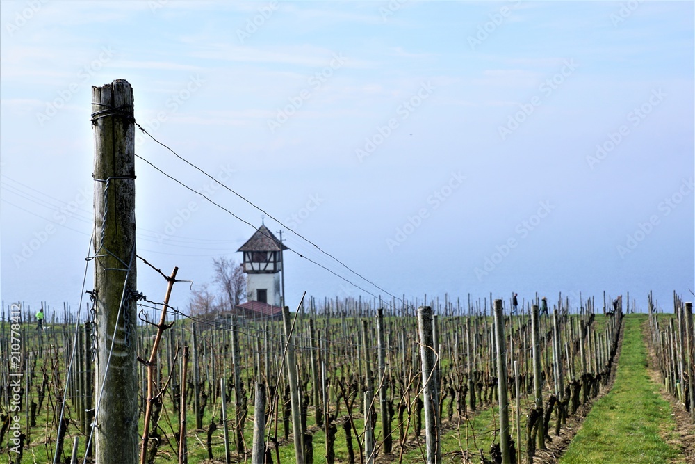 Weinberg auf dem Wanderweg zwischen Hagnau und Meersburg am Bodensee in Süddeutschland Weinberg auf dem Wanderweg zwischen Hagnau und Meersburg am Bodensee in Süddeutschland