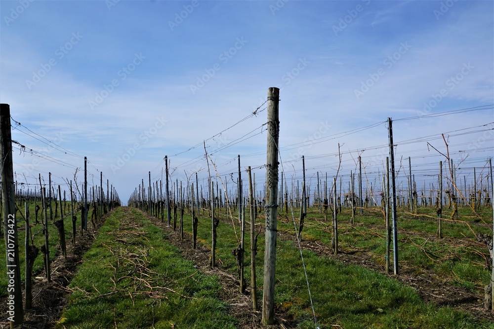 Obraz premium Weinberg auf dem Wanderweg zwischen Hagnau und Meersburg am Bodensee in Süddeutschland