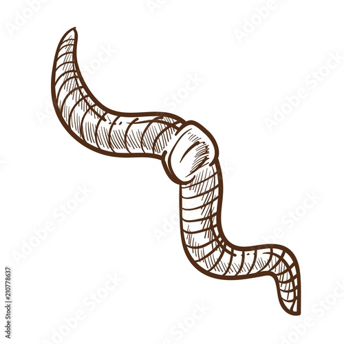 Earthworm monochrome outline sketch insect white vector illustration