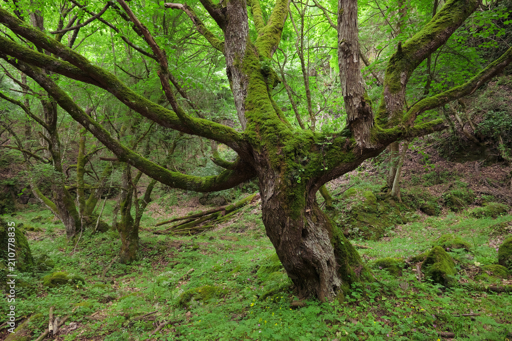 Gnarled Old Big Tree Moss Covered Gnarled Old Big Tree Moss Covered
