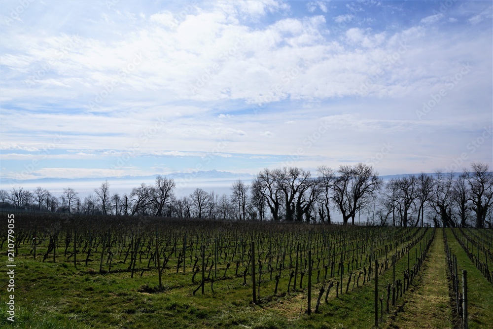 Weinberg auf dem Wanderweg zwischen Hagnau und Meersburg am Bodensee in Süddeutschland