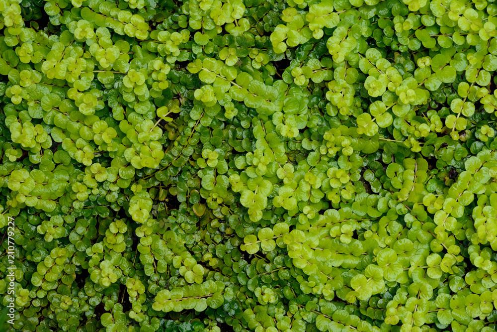 Obraz premium Green leaves background