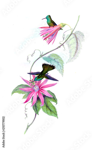 Illustration of a Hummingbird.