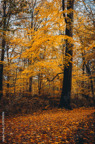 Pathway near huge yellow golgen tree in the autumn forest