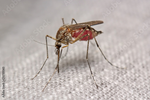 Mosquito drinks blood through the fabric of the garment.    © achkin