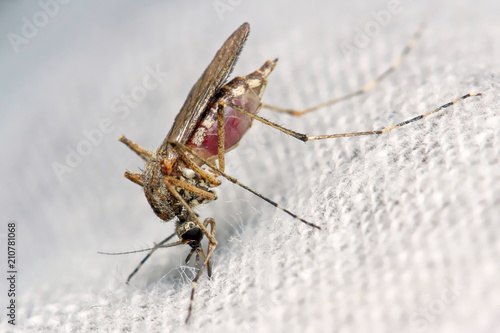 Mosquito drinks blood through the fabric of the garment. 