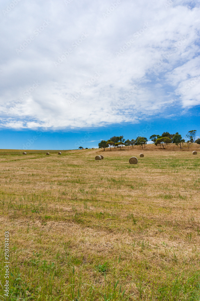 Agriculture landscape of a field with round straw bales Agriculture landscape of a field with round straw bales