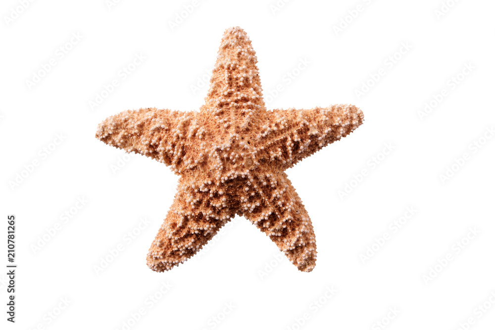 Small starfish seastar isolated on white background Small starfish seastar isolated on white background