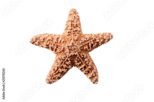 Small starfish seastar isolated on white background