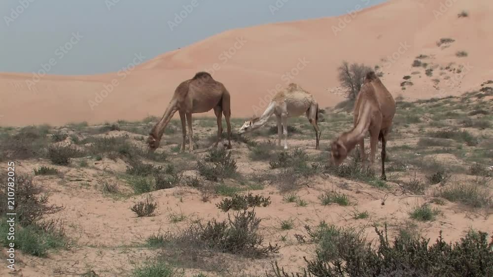 Camels in the desert between Ras Al Khaimah and Dubai, UAE. Camels in the desert between Ras Al Khaimah and Dubai, UAE.