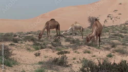 Camels in the desert between Ras Al Khaimah and Dubai, UAE. photo