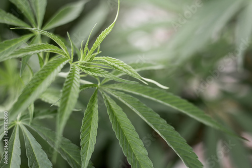 closeup on fresh green marijuana plants, cannabis on a dark background,