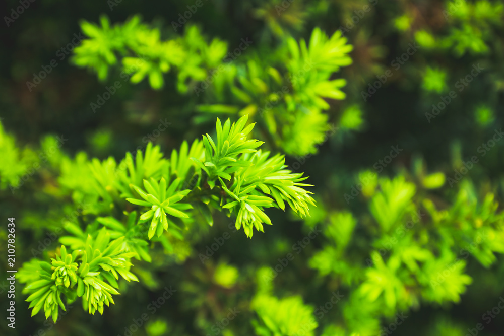 Taxus baccata (Yaw tree) bush in the garden. Selective focus. Taxus baccata (Yaw tree) bush in the garden. Selective focus.