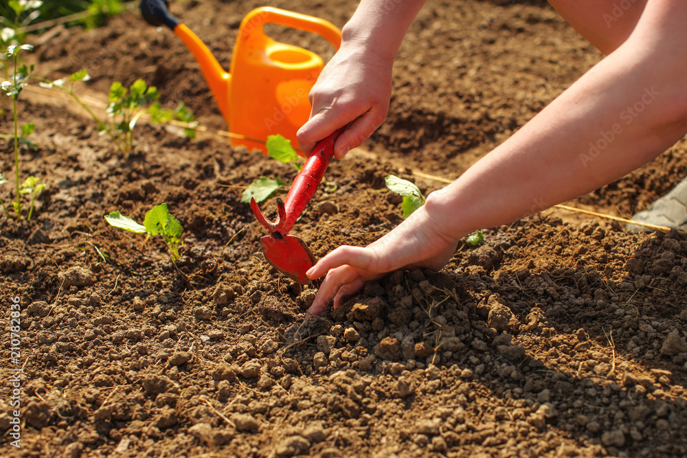 Young woman hands digging little hole with small grub hoe and hand for planting seedling into ground with orange sprinkling can in background. Young woman hands digging little hole with small grub hoe and hand for planting seedling into ground with orange sprinkling can in background.