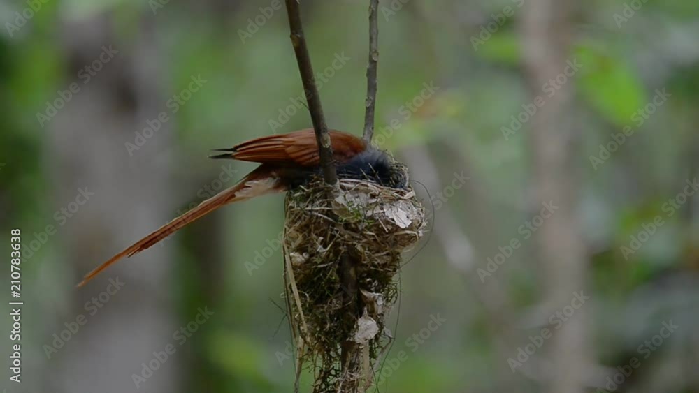 Father bird sitting on eggs. Asian paradise flycatcher bird male in brown plumage reversing egg with his bills between incubating in the nest, hd video. Father bird sitting on eggs. Asian paradise flycatcher bird male in brown plumage reversing egg with his bills between incubating in the nest, hd video.