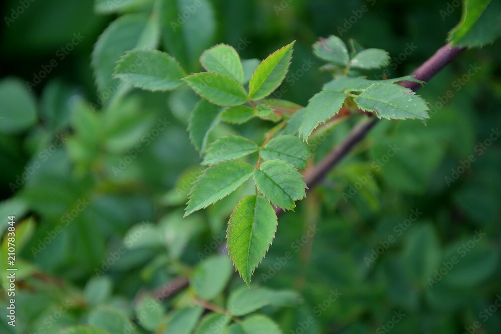 Leaves Leaves