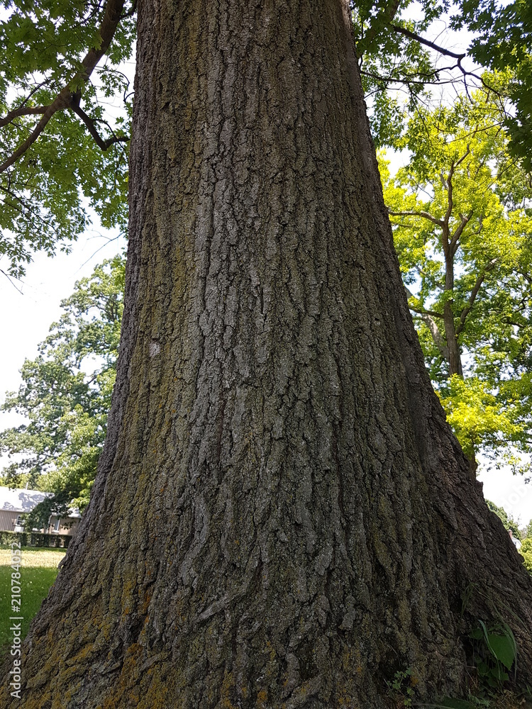 Obraz premium Trees at home and parks and forest