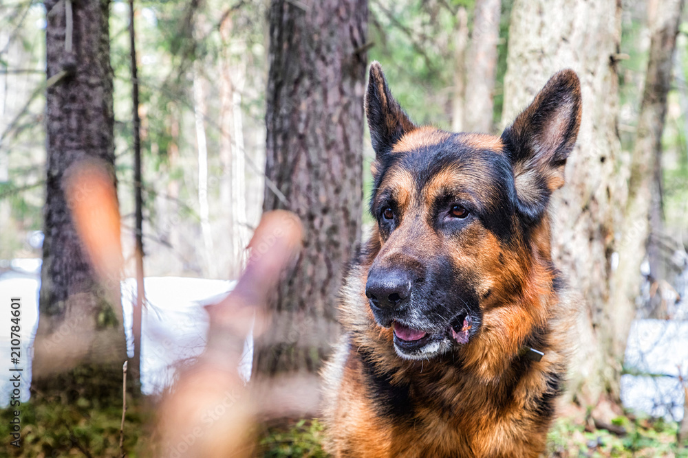Dog German Shepherd in the forest in an early spring Dog German Shepherd in the forest in an early spring