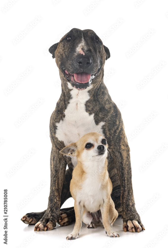 bull terrier and chihuahua