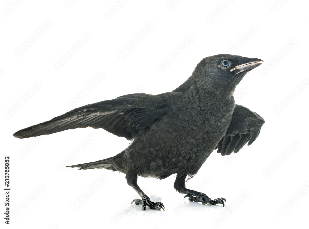 Fototapeta premium jackdaw in studio