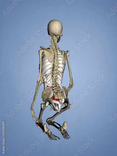Small Intestine, Female Skeleton, 3D Human Model