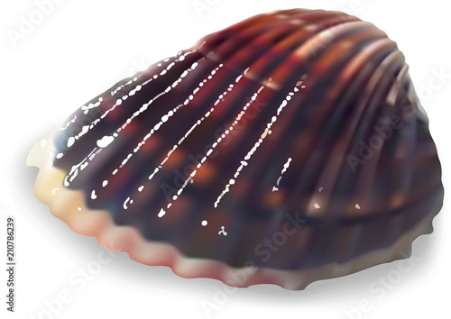 Colorful Clam on a White Background - Colored and Detailed Illustration, Vector
