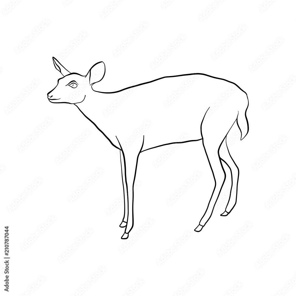vector drawing doe vector drawing doe