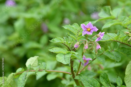 紫男爵　アンデスの花と葉