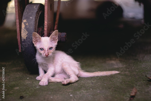close up little skinny poor stray kitten or cat looking at an empty plastic cup of water near footpath