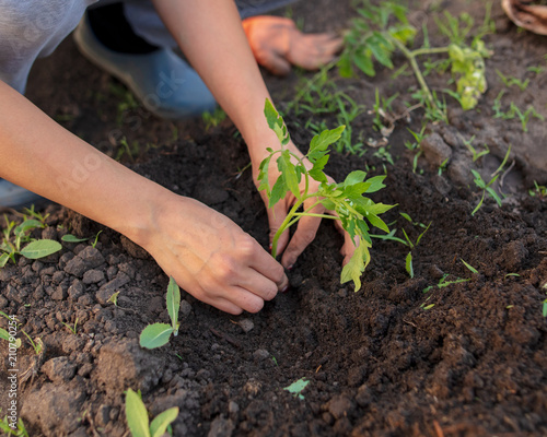 Girl planting seedlings tomatoes in the garden