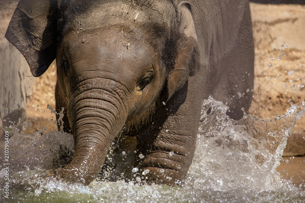 Fototapeta premium A small elephant is bathed in water