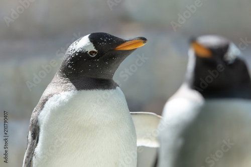 Portrait of a penguin in the nature