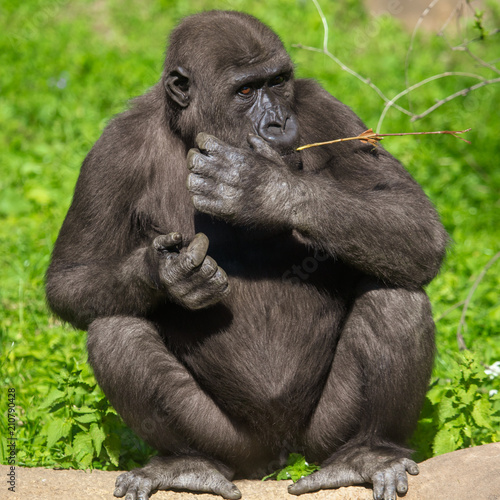 Gorilla eats a branch in the park © schankz