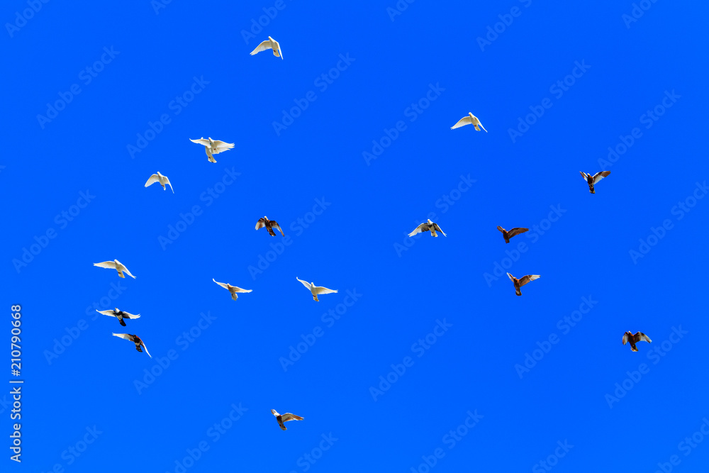 A flock of pigeons in flight against the blue sky
