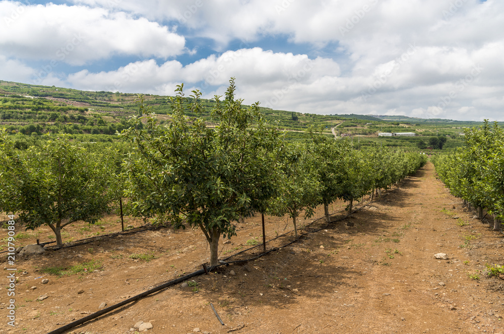 Obraz premium Apple plantation field