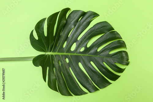 Fashion background with Monstera leaf