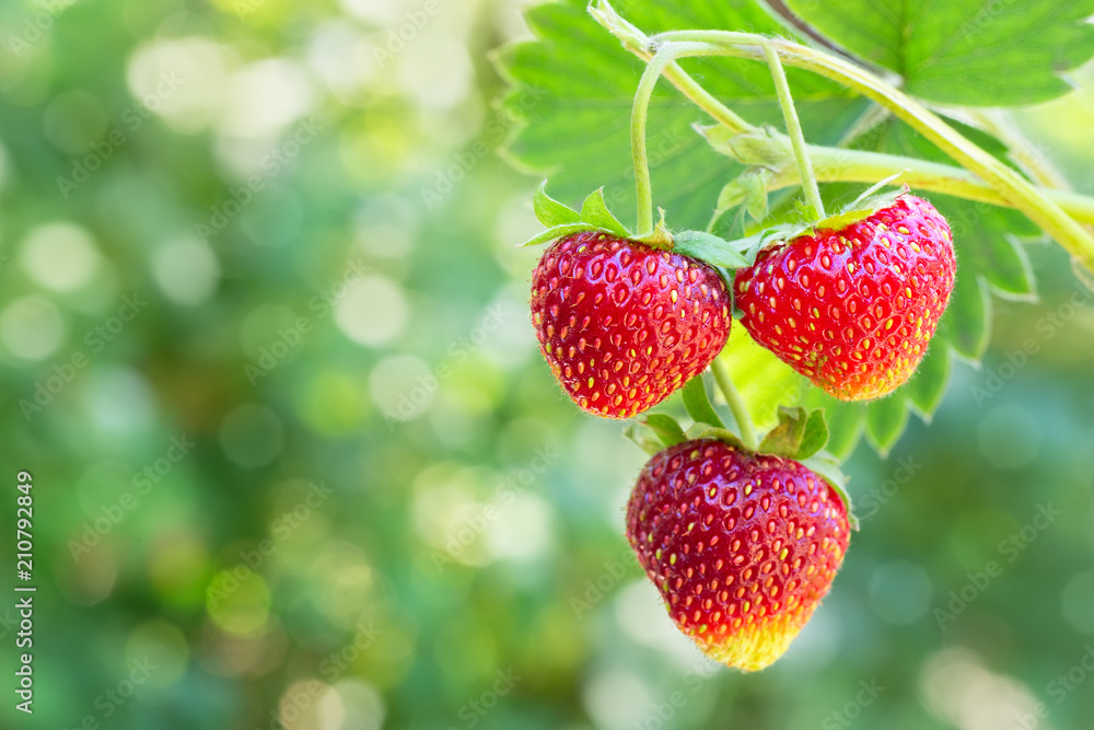 strawberries on the bush - obrazy, fototapety, plakaty 