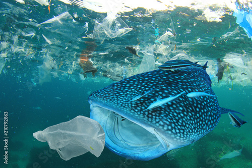 Plastic ocean pollution. Whale Shark filter feeds in polluted ocean, ingesting plastic    © Richard Carey