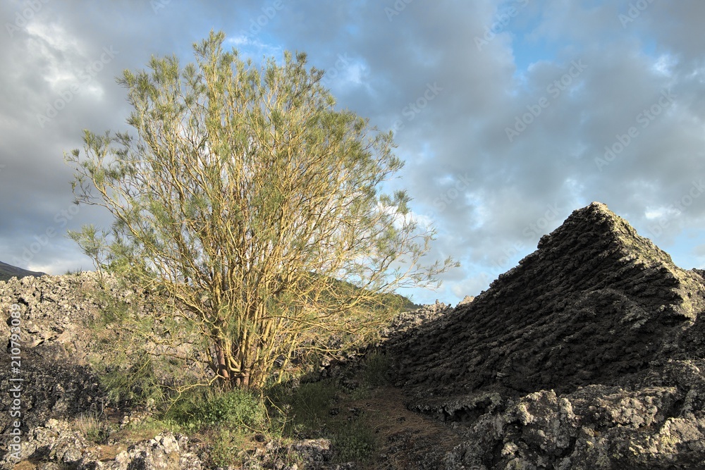 Broom of Etna Mount, Sicily