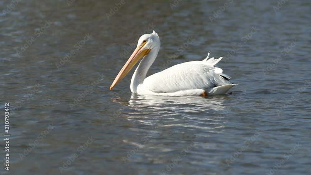 Slow motion clip of a white pelican swimming in a lake or pond. Slow motion clip of a white pelican swimming in a lake or pond.