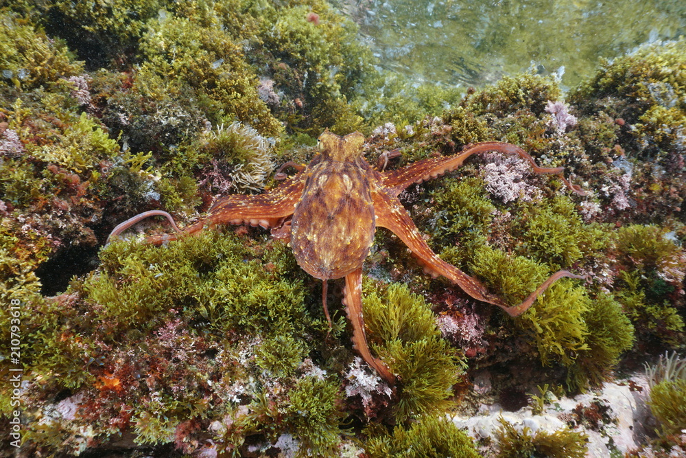 A Common octopus, Octopus vulgaris, underwater on rock with algae in the Mediterranean sea, Cote d'Azur, France
