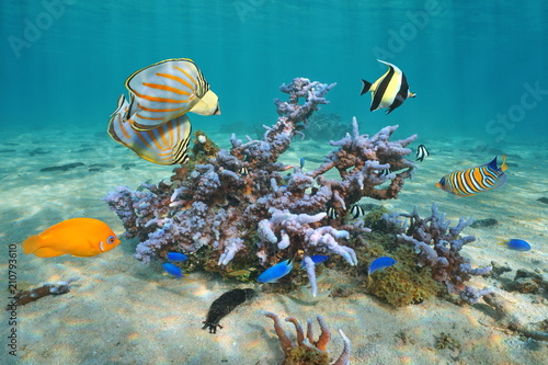 Colorful tropical fishes with Montipora coral underwater, Pacific ocean, Polynesia, Cook islands