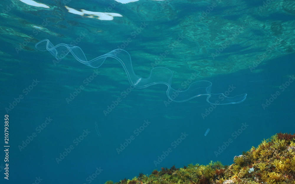 Fototapeta premium Transparent animal a venus girdle comb jelly, swims underwater in the Mediterranean sea, natural scene, Costa Brava, Spain