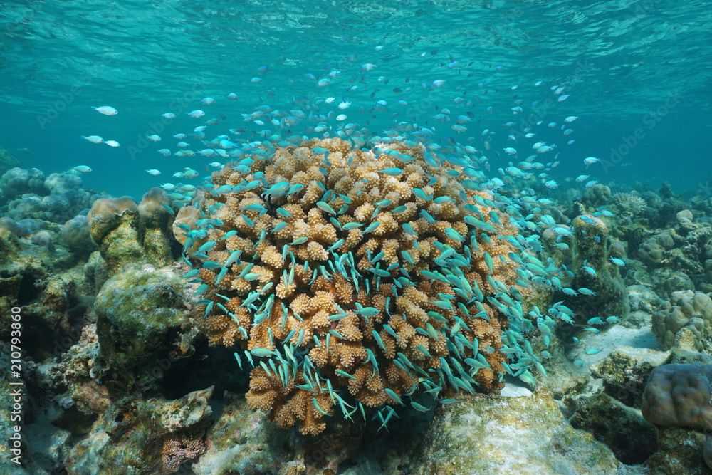 Fototapeta premium Underwater a shoal of fish blue-green chromis around cauliflower coral, Pacific ocean, Polynesia, Cook islands