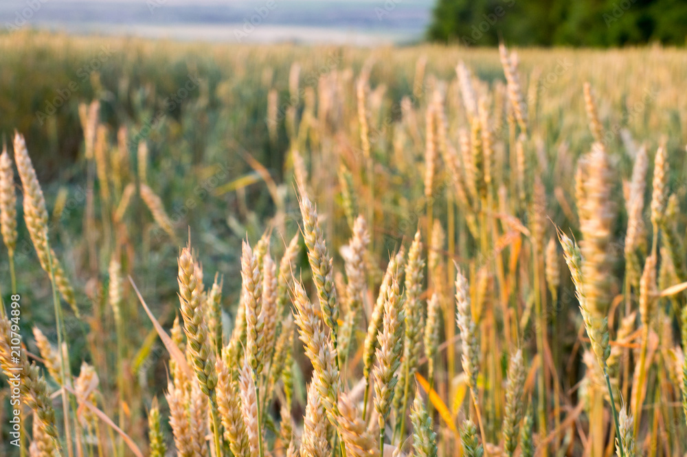 golden wheat field and sunny day golden wheat field and sunny day