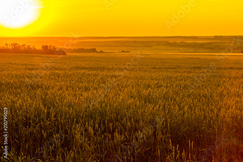 Colorful sunset over wheat field.