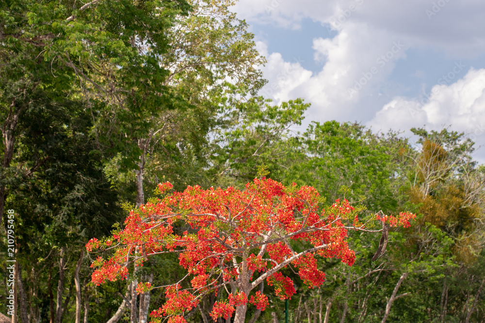 Exotic plants encountered while visiting Mexico. 