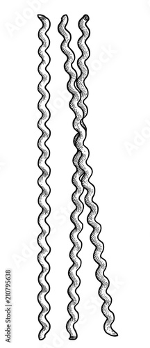 Dried fusilli lunghi lunghi  pasta illustration, drawing, engraving, ink, line art, vector