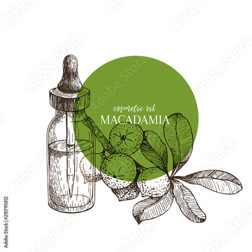 Hand drawn set of essential oils. Vector macadamia nut. Medicinal herb with glass dropper bottle. Engraved art. Good for cosmetics, medicine, treating, aromatherapy, package design health care.